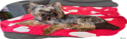 Yorkshire Terrier dogs for stud: MINI YORKSHIRE TERRIER FOR STUD - Advert 3