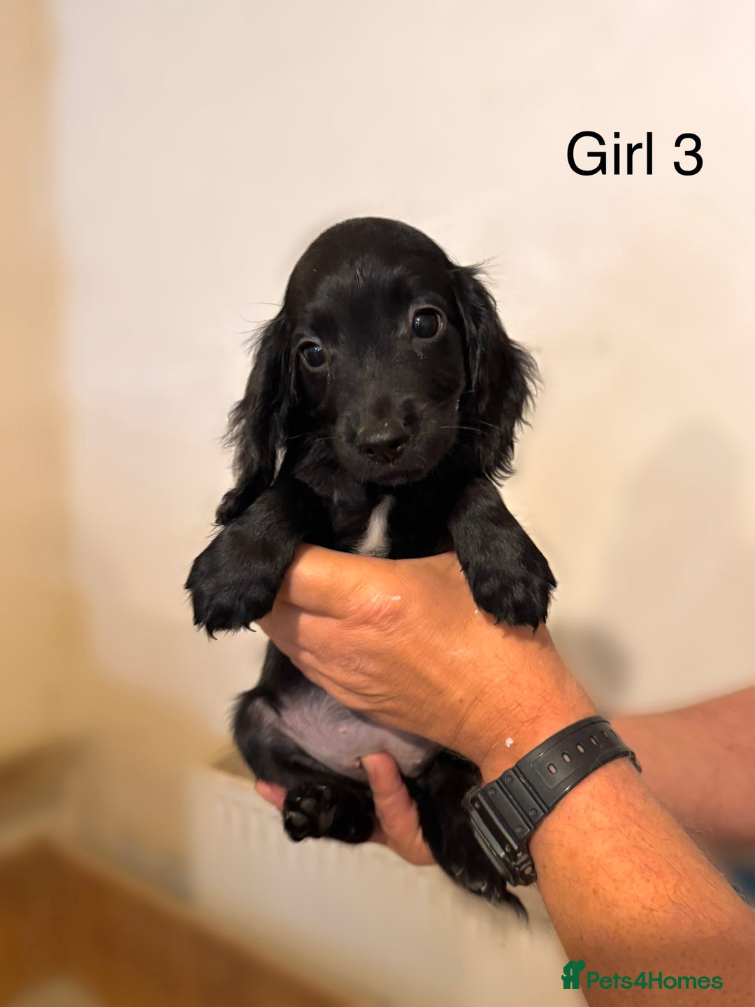 Cocker Spaniel dogs for sale: Beautiful cocker spaniel puppies ready now - Advert 13