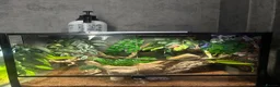 Gecko reptiles for sale: Crested gecko with tank and accessories  - Advert 2