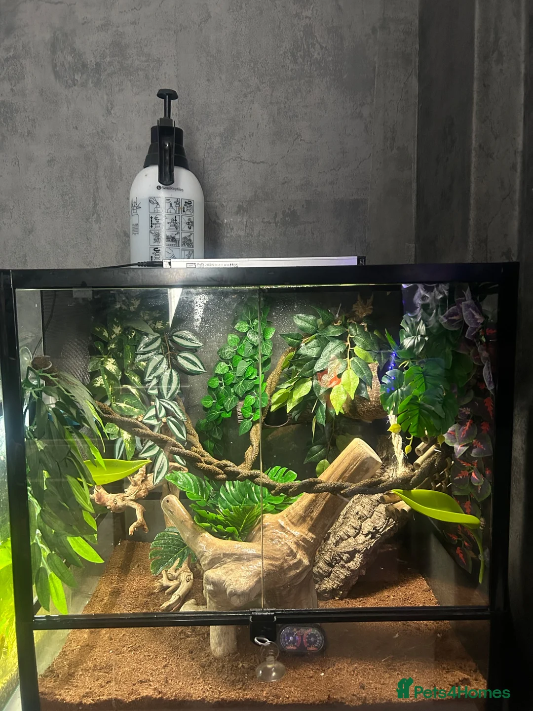 Gecko reptiles for sale: Crested gecko with tank and accessories  - Advert 2