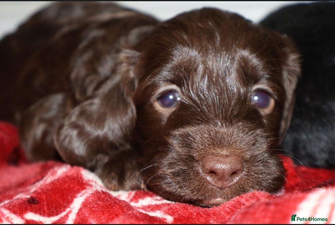 Cockapoo dogs for sale: outstanding cockapoo puppy’s available  - Advert 3