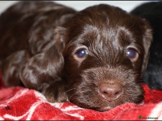 Cockapoo dogs outstanding cockapoo puppy’s available - Advert 2