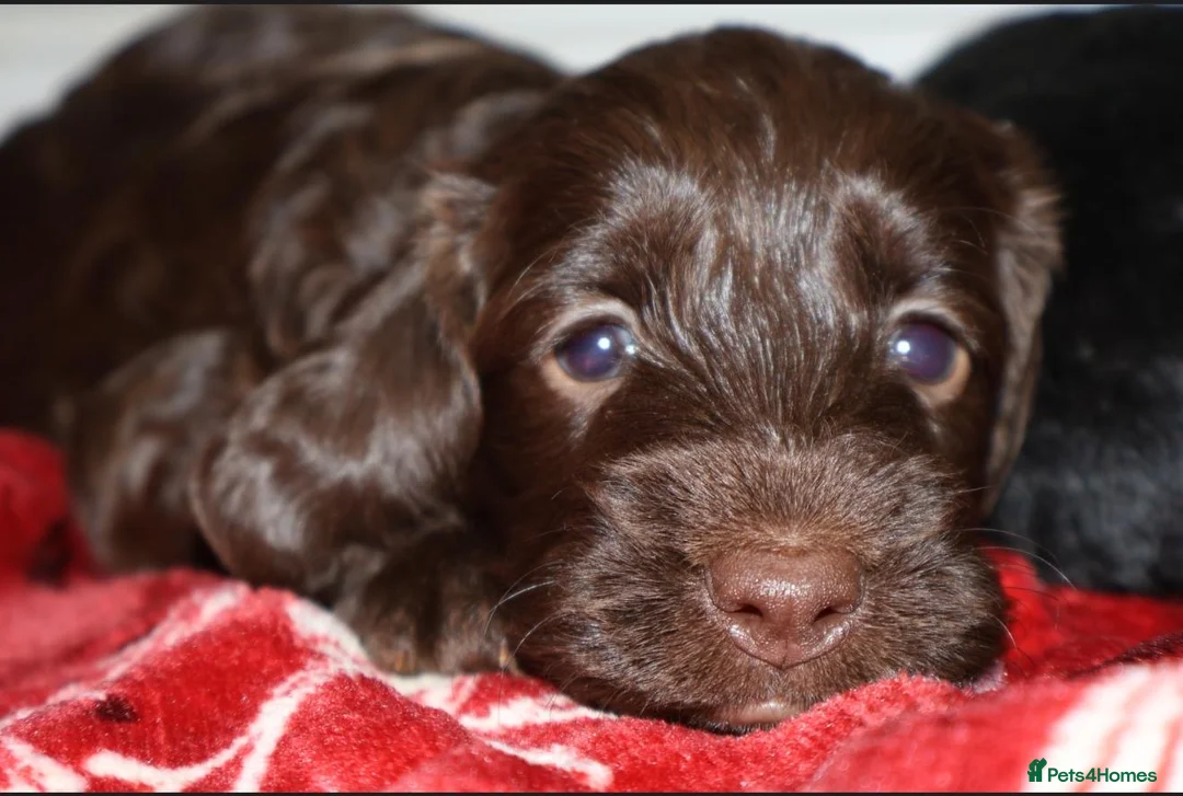 Cockapoo dogs for sale: outstanding cockapoo puppy’s available  - Advert 6