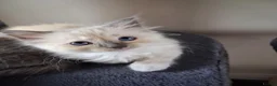 Ragdoll cats for sale: CUTE BLUE C/P RAGDOLL KITTENS  - Advert 11