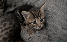 Mixed Breed cats for sale: Beautiful British Shorthair cross kittens  - Image 6