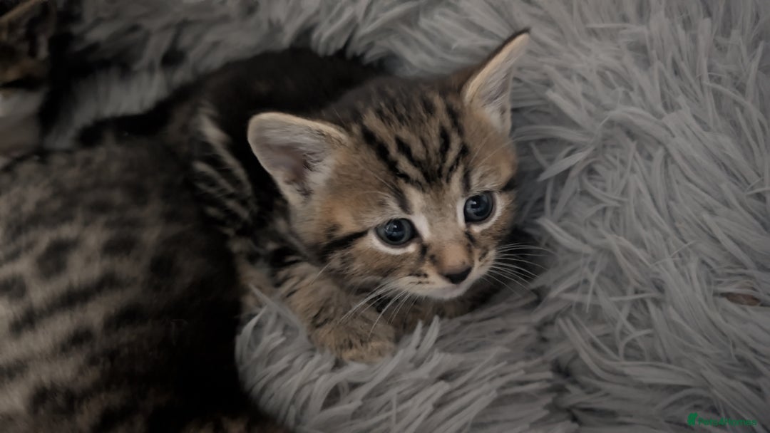 Mixed Breed cats for sale: Beautiful British Shorthair cross kittens  - Image 6