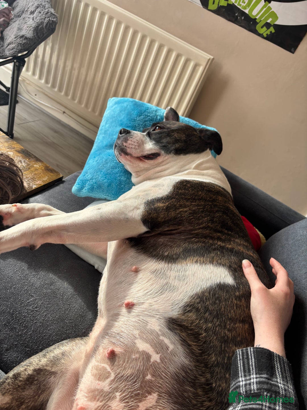 Mixed Breed dogs for sale: Lola  - Image 2