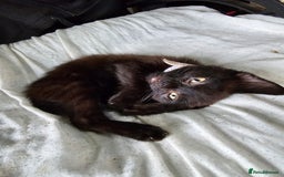 Mixed Breed cats for sale: Adorable black kittens for sale  - Image 7