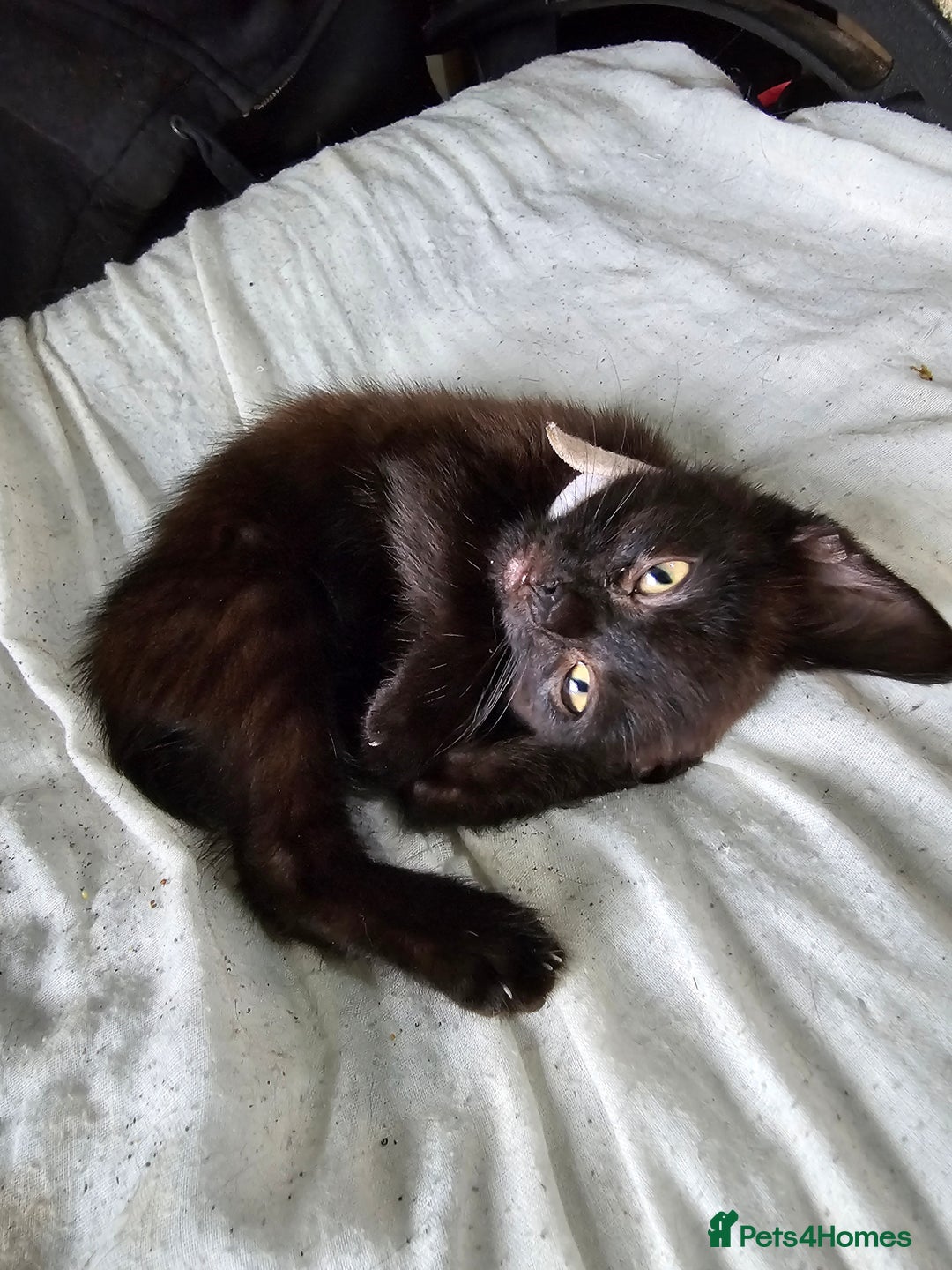 Mixed Breed cats for sale: Adorable black kittens for sale  - Image 7