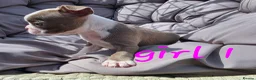 Boston Terrier dogs for sale: Beautiful baby bostons  - Advert 16