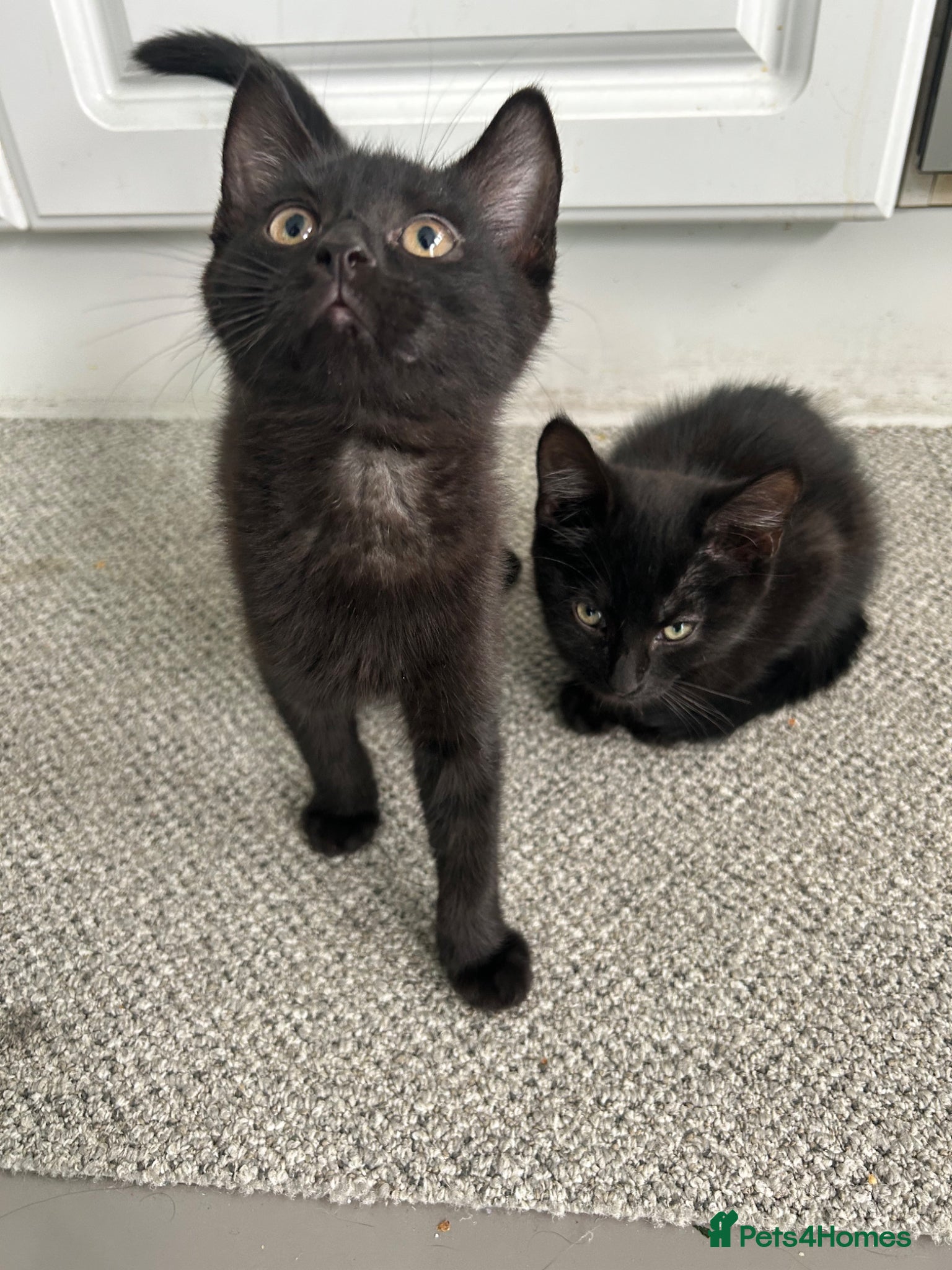 Mixed Breed cats Amazing sweet kittens - Advert 16