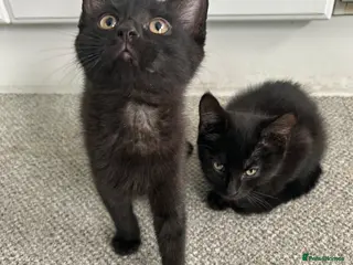 Mixed Breed cats Amazing sweet kittens - Advert 16