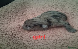 French Bulldog dogs for sale: 8 French bulldog puppies  - Image 9