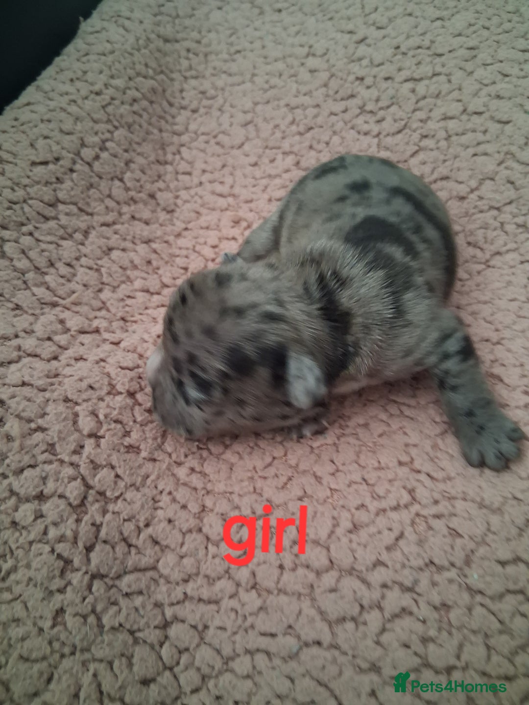French Bulldog dogs for sale: 8 French bulldog puppies  - Image 9