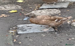 Ducks poultry for sale: 4 mixed ducks for sale - Image 5