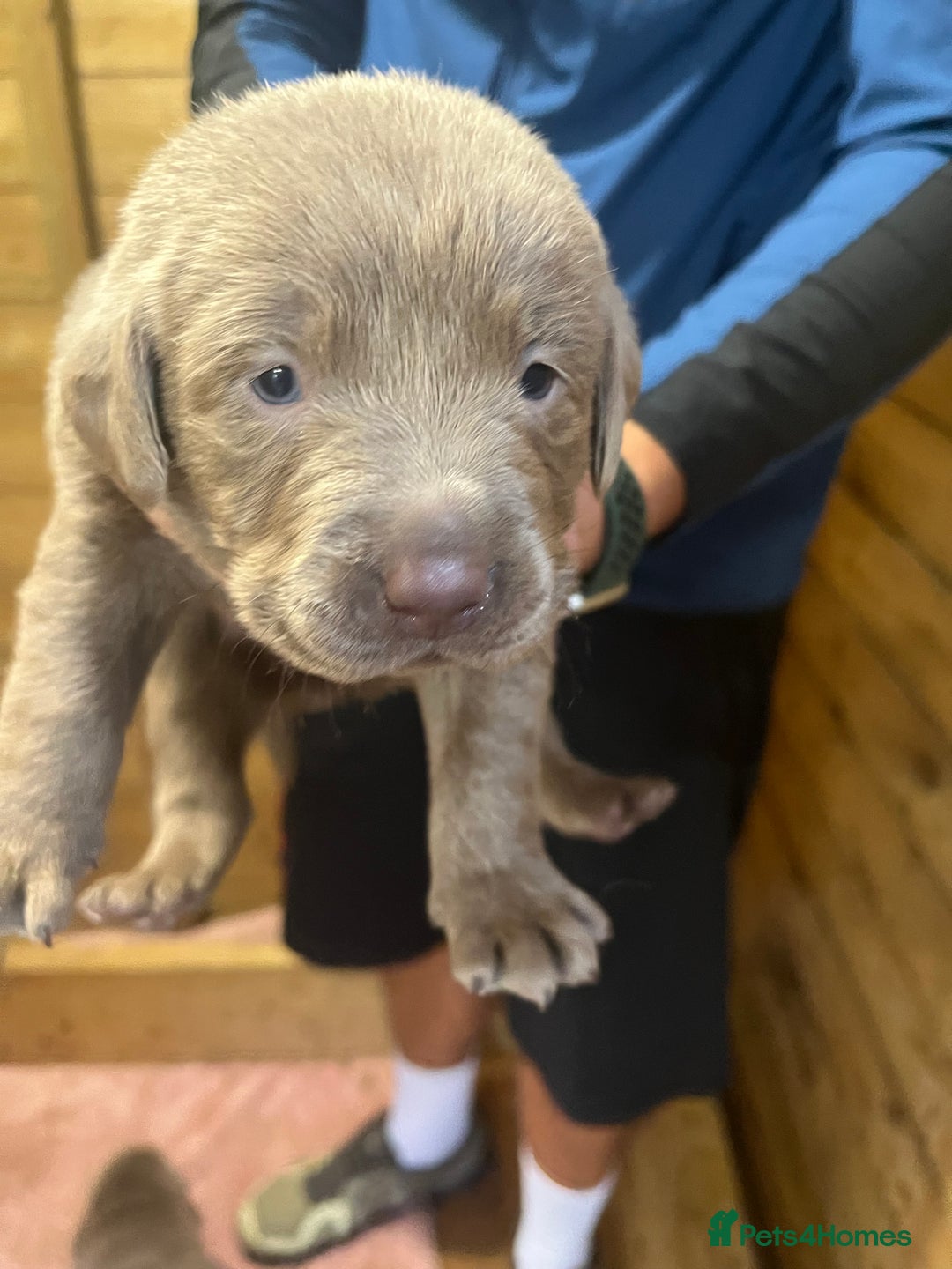 Labrador Retriever dogs for sale: Silver Labrador puppy’s  - Image 9