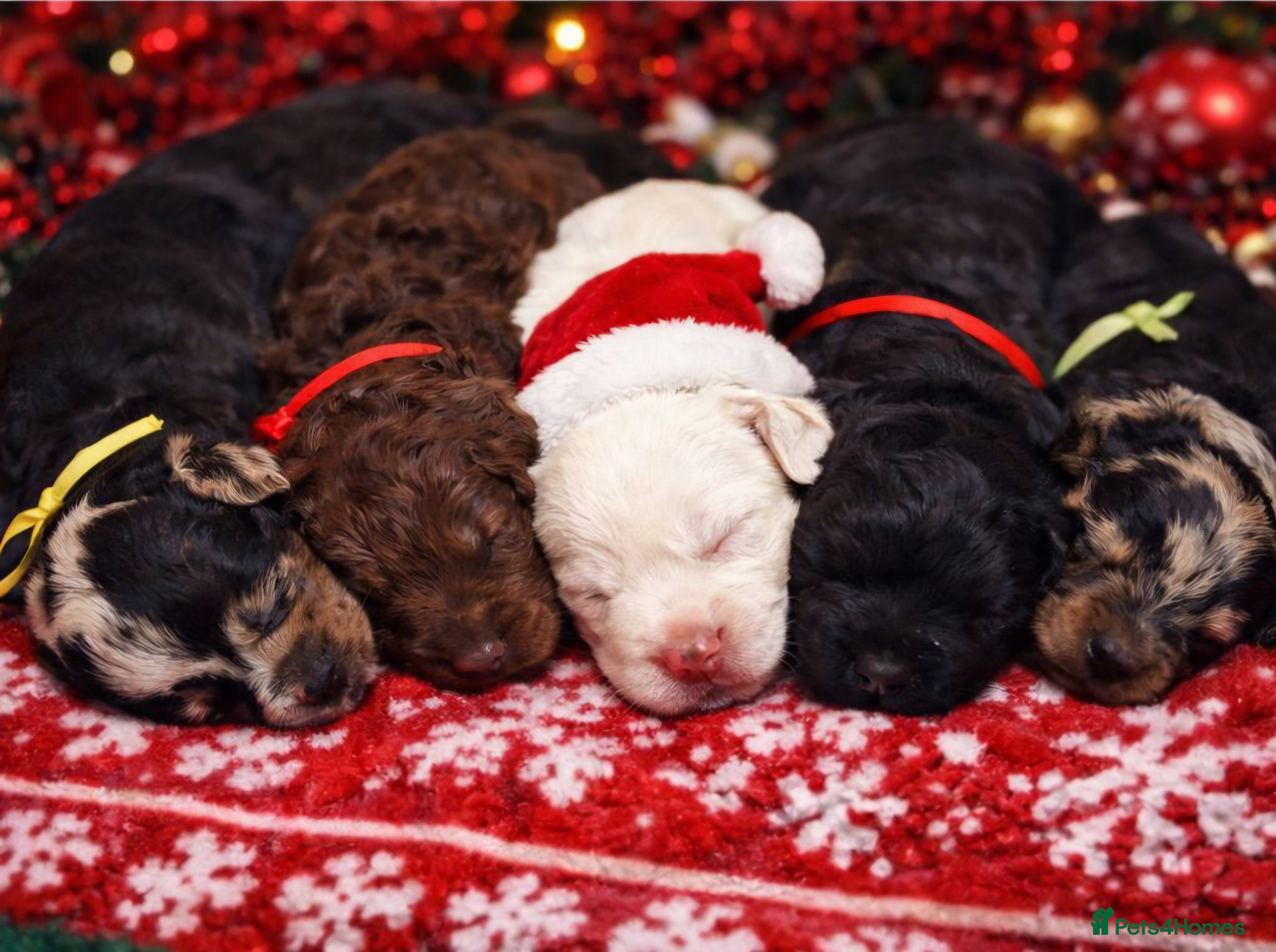 Cavapoo dogs STUNNING FULLY HEALTH TESTED F1B CAVAPOO  - Advert 1