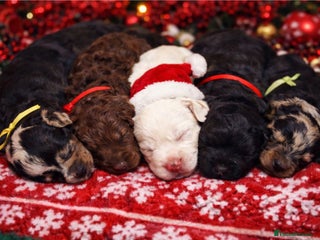 Cavapoo dogs STUNNING FULLY HEALTH TESTED F1B CAVAPOO - Advert 1