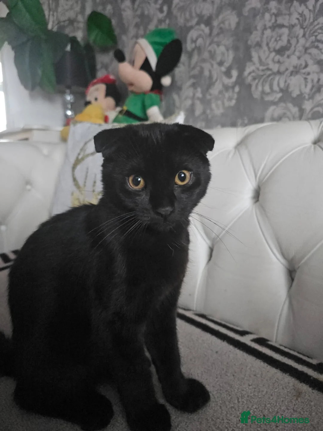 Mixed Breed cats for sale: 1 female kitten - Advert 1