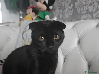 Mixed Breed cats 1 female kitten - Advert 1