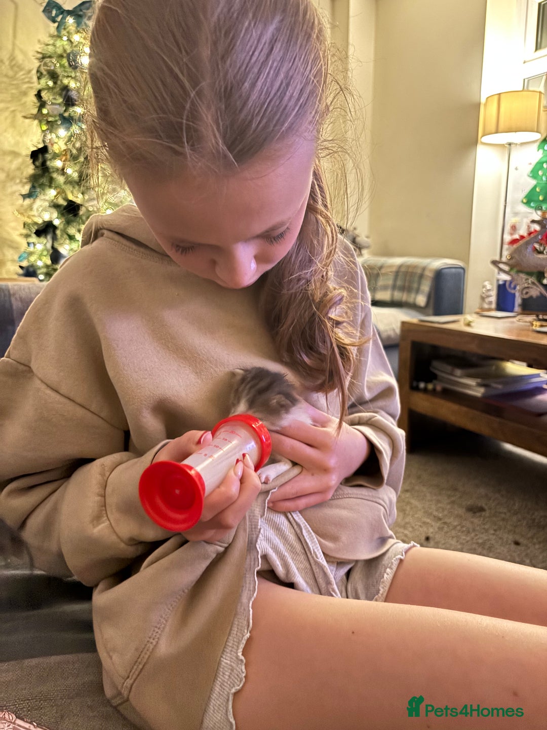 British Shorthair cats for sale: Four hand reared kittens Please read the info - Advert 30