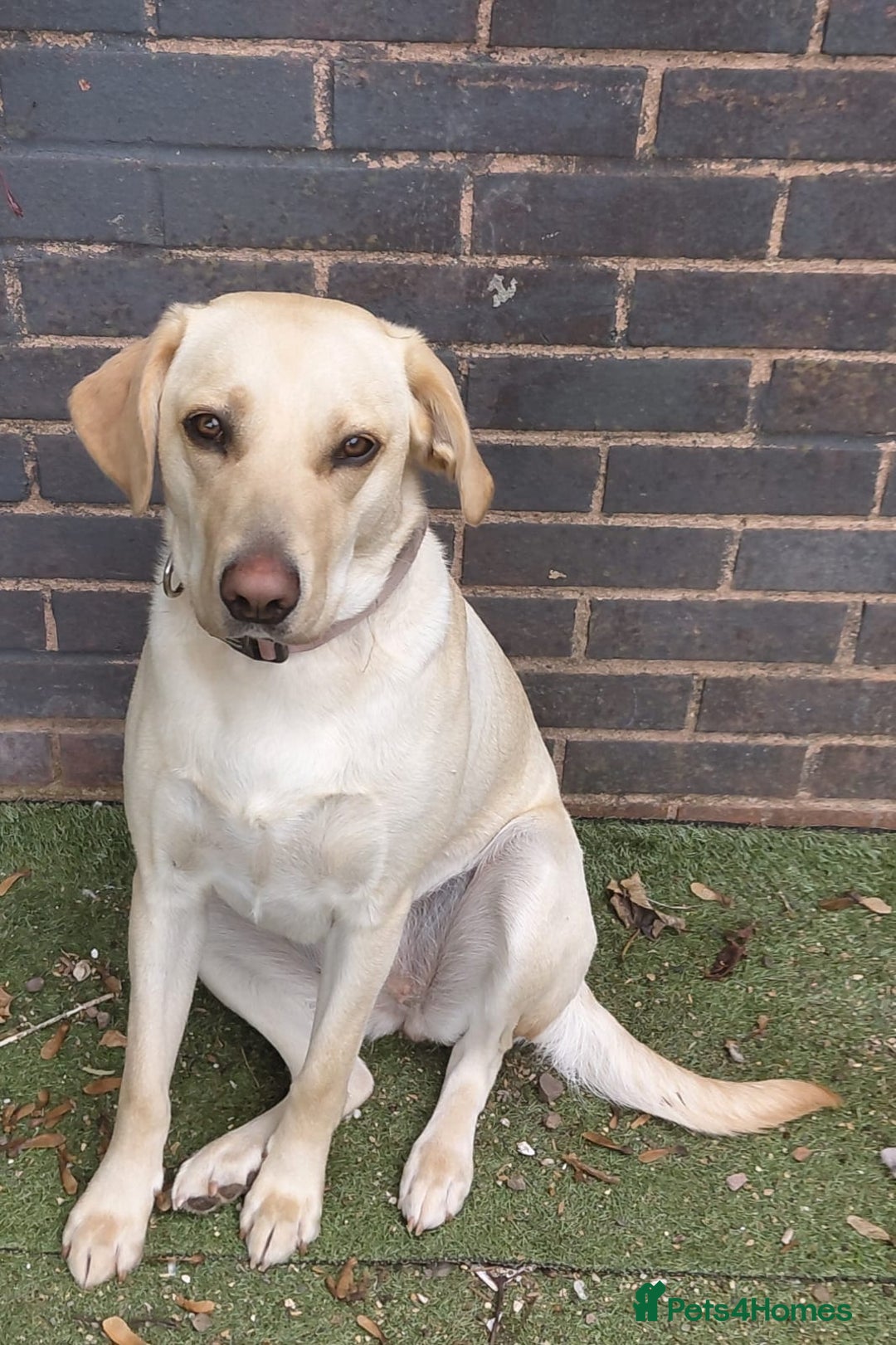 Golden Retriever dogs for sale: Year old golden labrador - Image 1