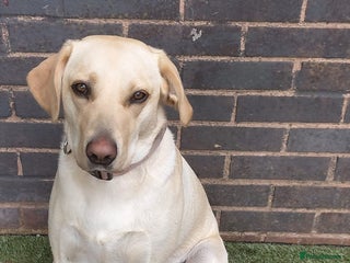 Golden Retriever dogs - Advert 7