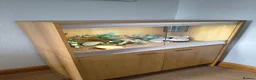 Leopard Gecko reptiles for sale: Leopard Gecko + Heated Vivarium - Advert 3