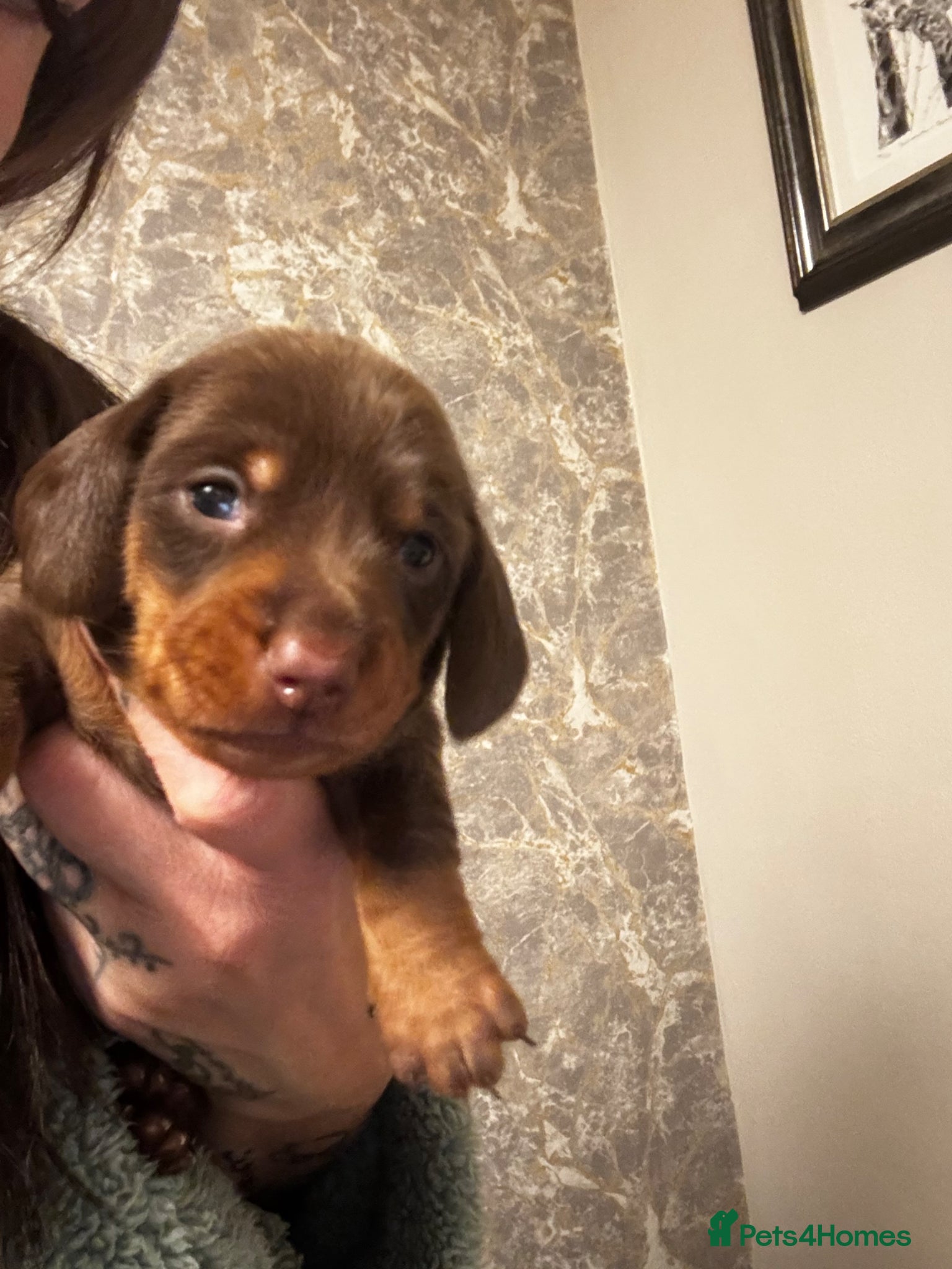 Miniature Dachshund dogs Beautiful miniature dachshund puppies 5 LEFT - Advert 2
