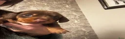 Miniature Dachshund dogs for sale: ✨2 miniature dachshund puppies READY TO LEAVE✨ - Advert 33