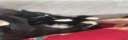 Mixed Breed cats for sale: Dior 💕 1 and half Year old in Wolverhampton - Advert 2