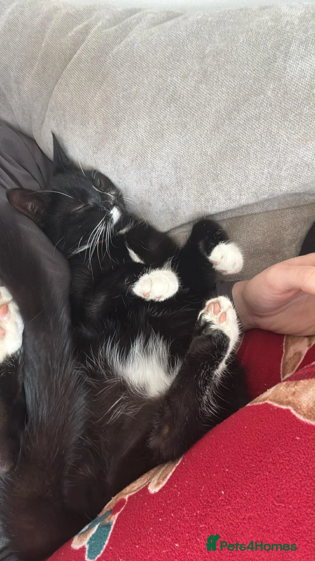 Mixed Breed cats for sale: Dior 💕 1 and half Year old in Wolverhampton - Advert 2