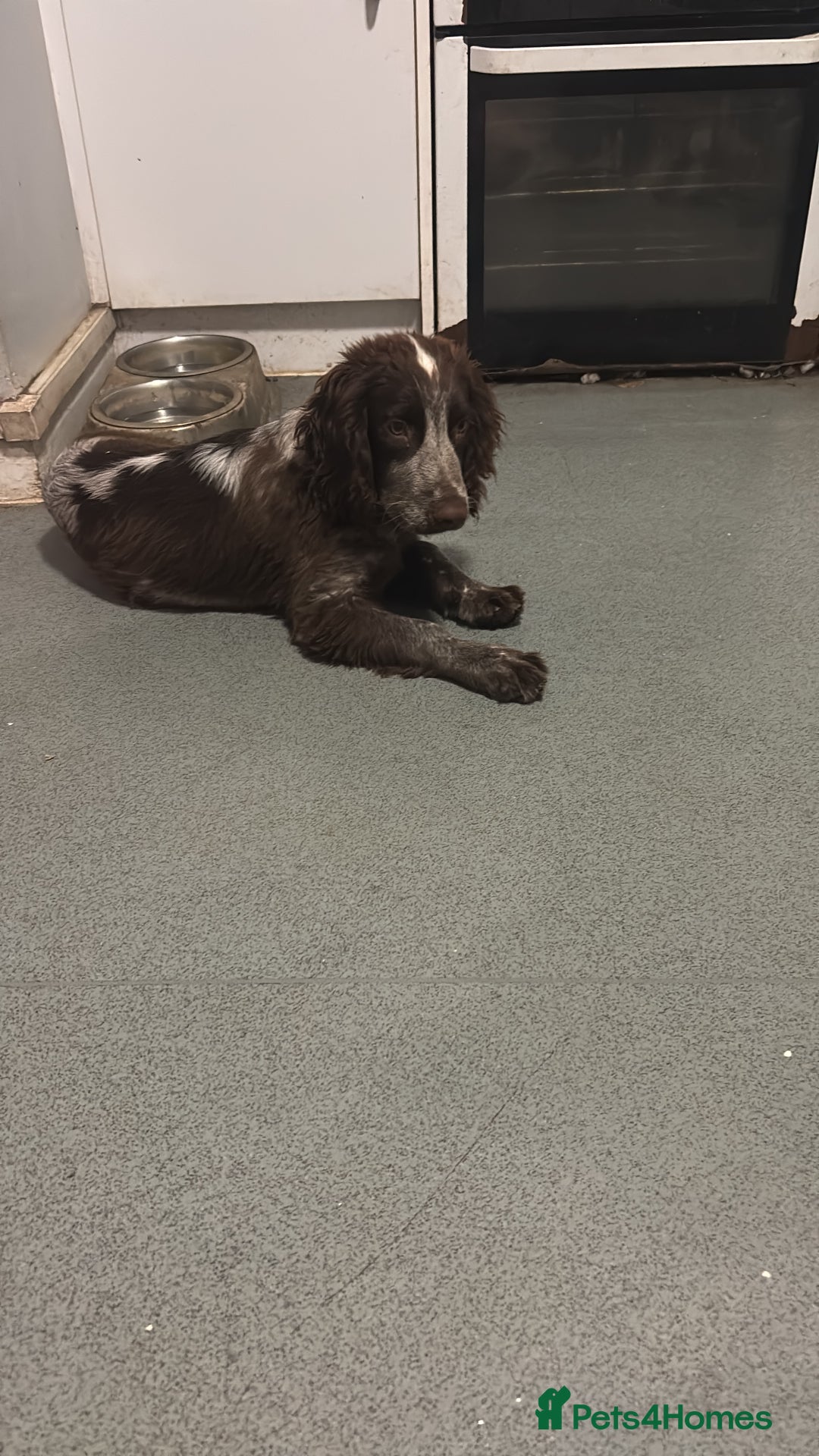 Cocker Spaniel dogs for sale: Little boy for rehoming  - Image 3