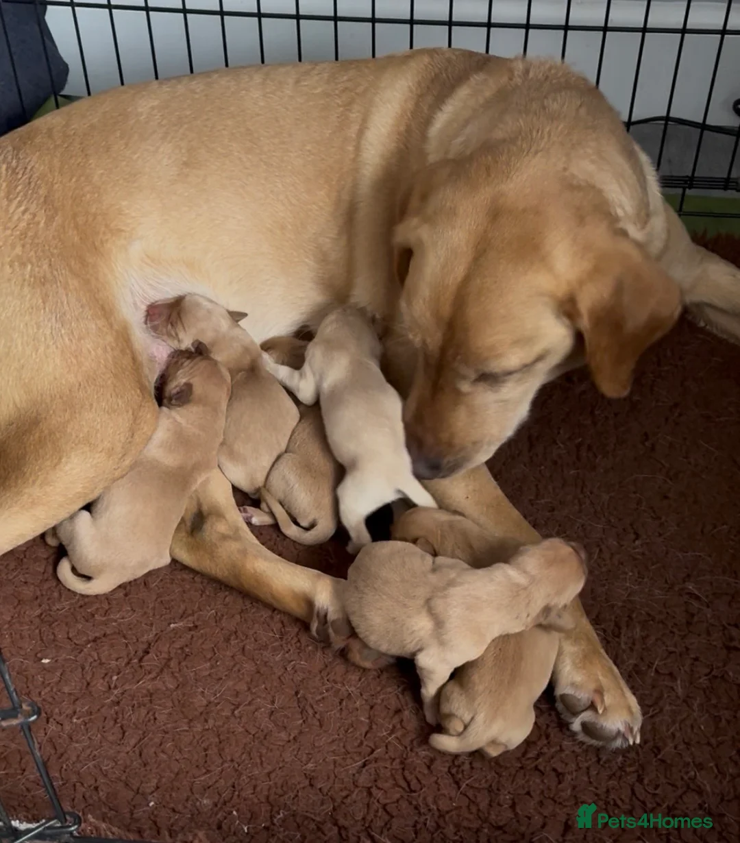 Labrador Retriever dogs for sale: Fox Red and Yellow Labrador Retriever Puppies  - Advert 1