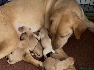 Labrador Retriever dogs Fox Red and Yellow Labrador Retriever Puppies in Newport-on-Tay - Advert 3