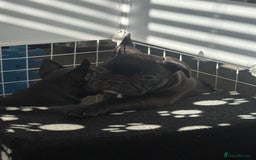 French Bulldog dogs for sale:  Adorable Frenchies Puppies Ready for them home - Image 13