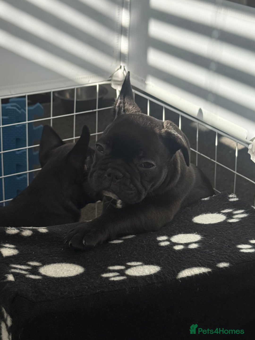 French Bulldog dogs for sale:  Adorable Frenchies Puppies Ready for them home - Image 13