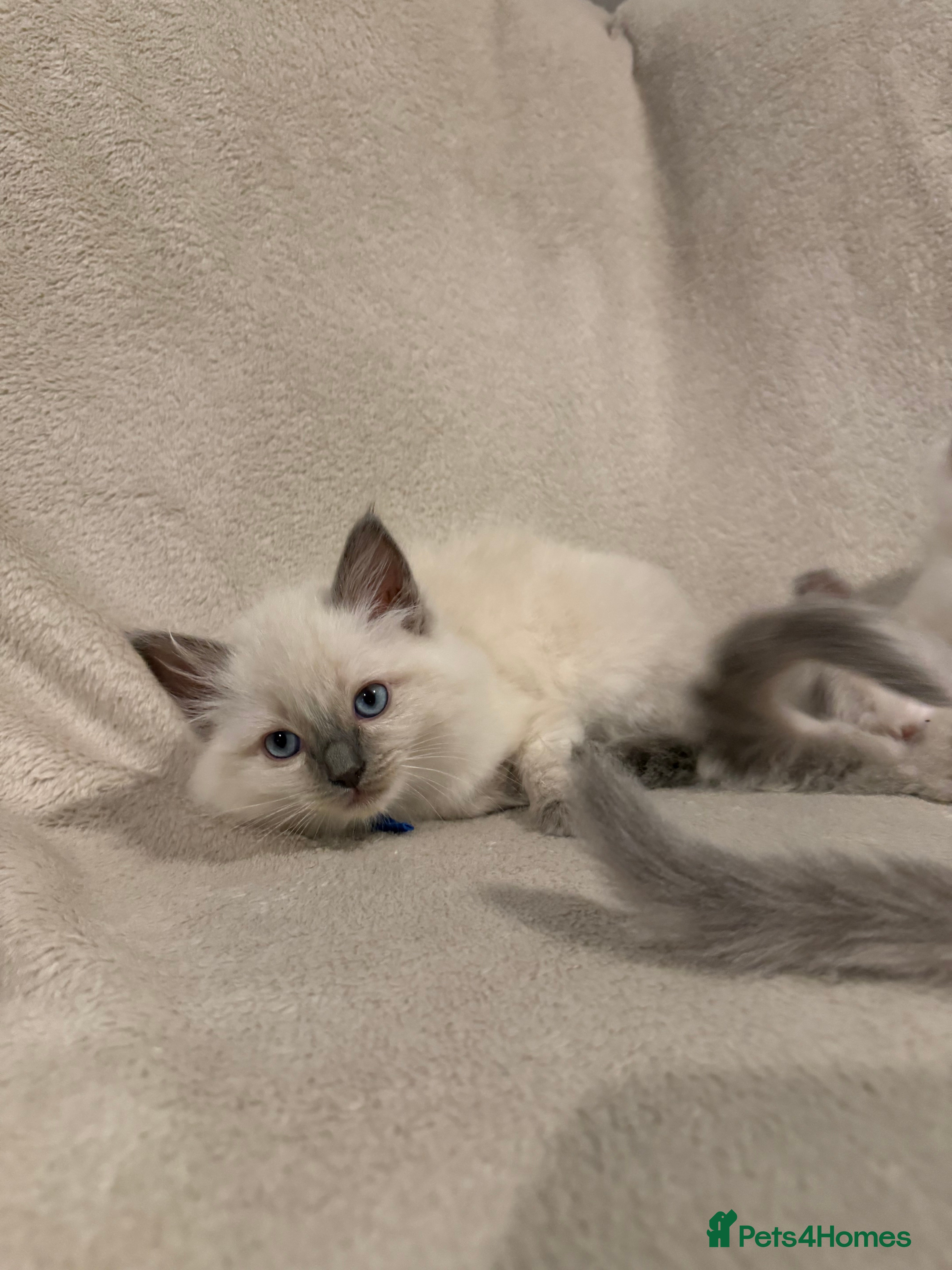 Ragdoll cats 6 Beautiful ragdoll kittens ready now - Advert 2