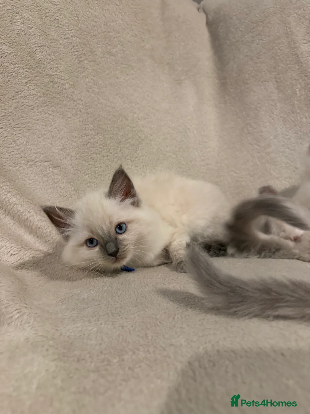 Ragdoll cats for sale: 6 Beautiful ragdoll kittens ready now - Advert 2