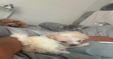 Mixed Breed dogs - Advert 3