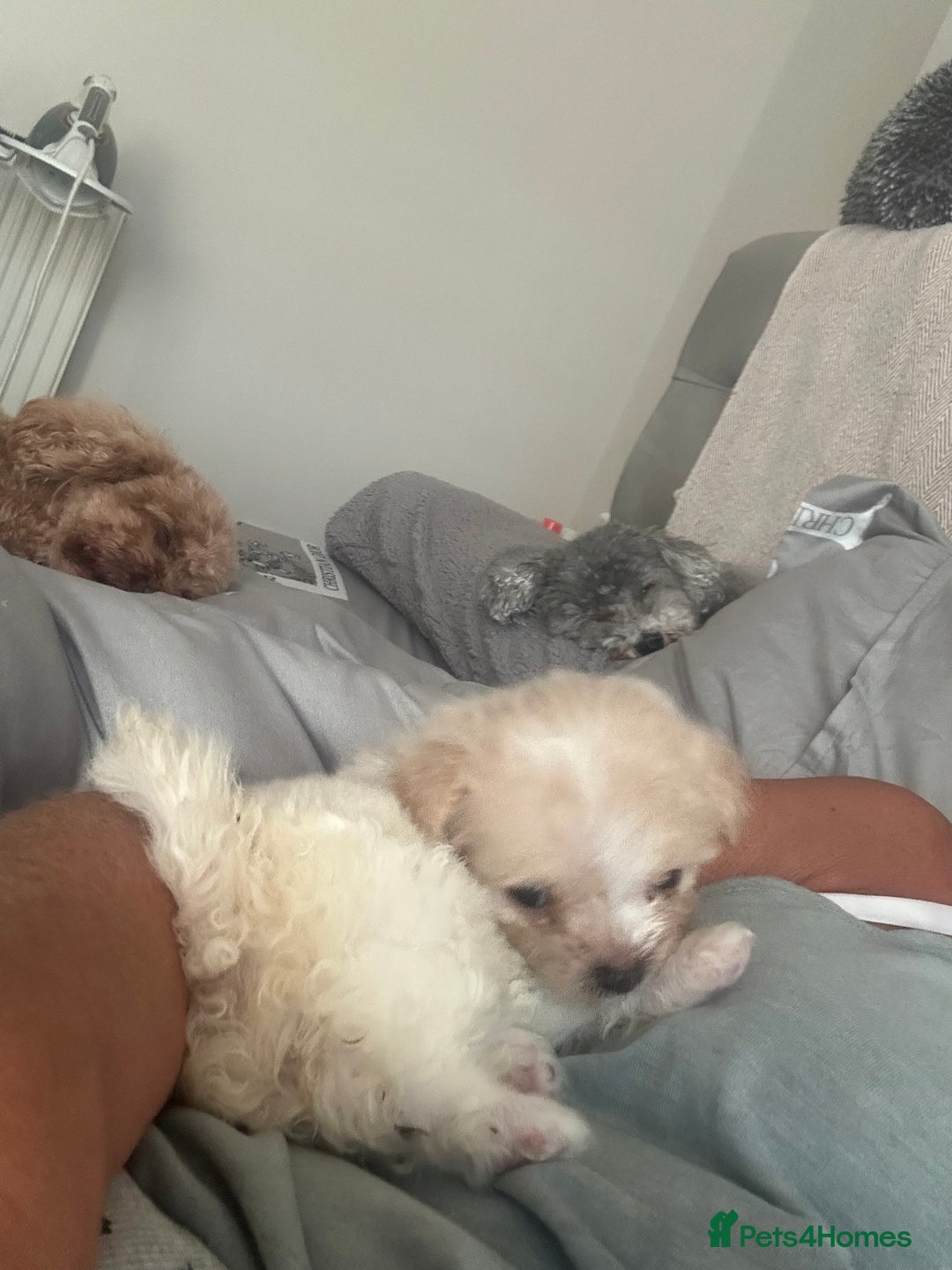 Mixed Breed dogs for sale: Beautiful Pomachons  - Image 11