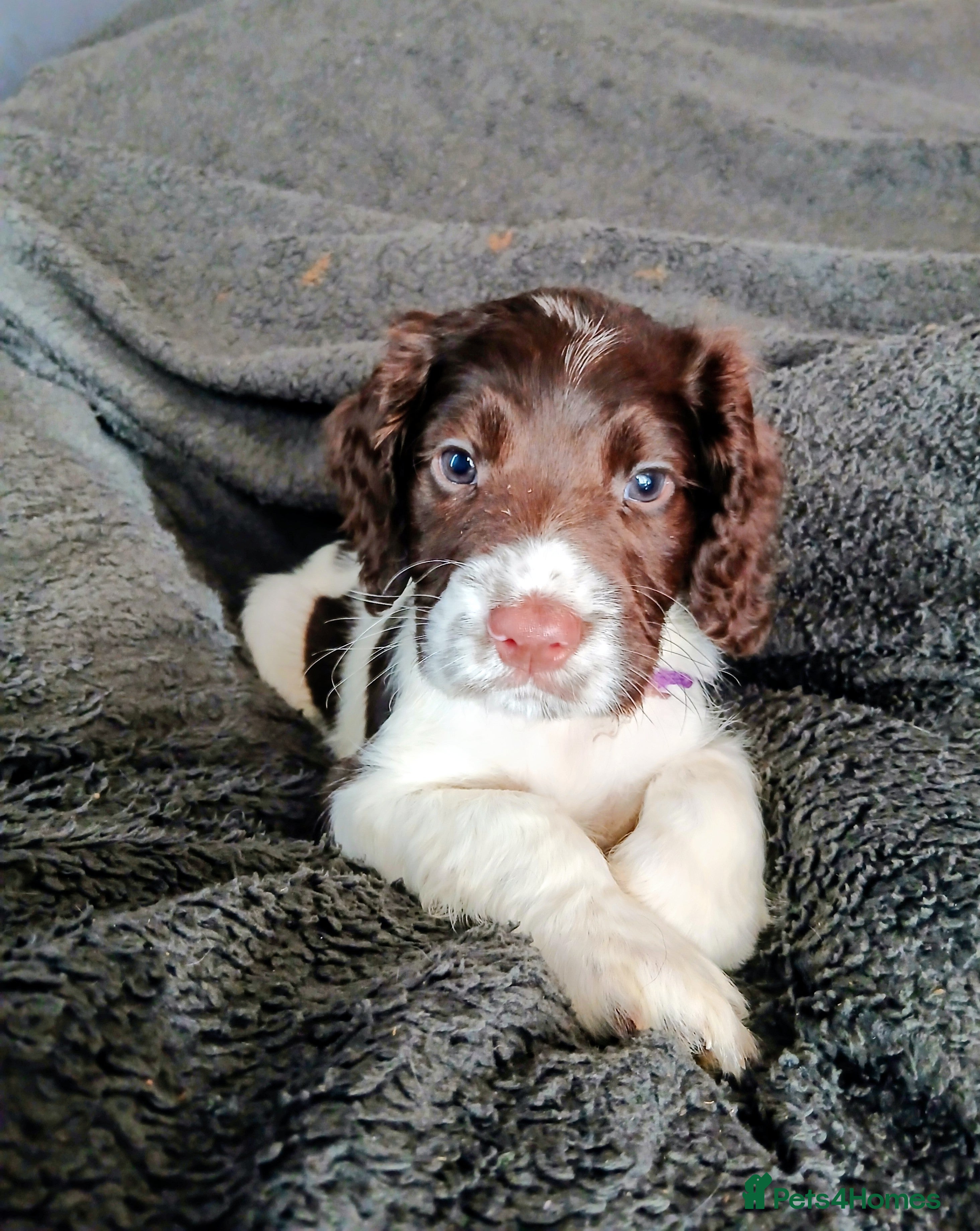 English Springer Spaniel dogs 4x Healthy Springer Spaniel pups,ready 15/07/26 - Advert 2