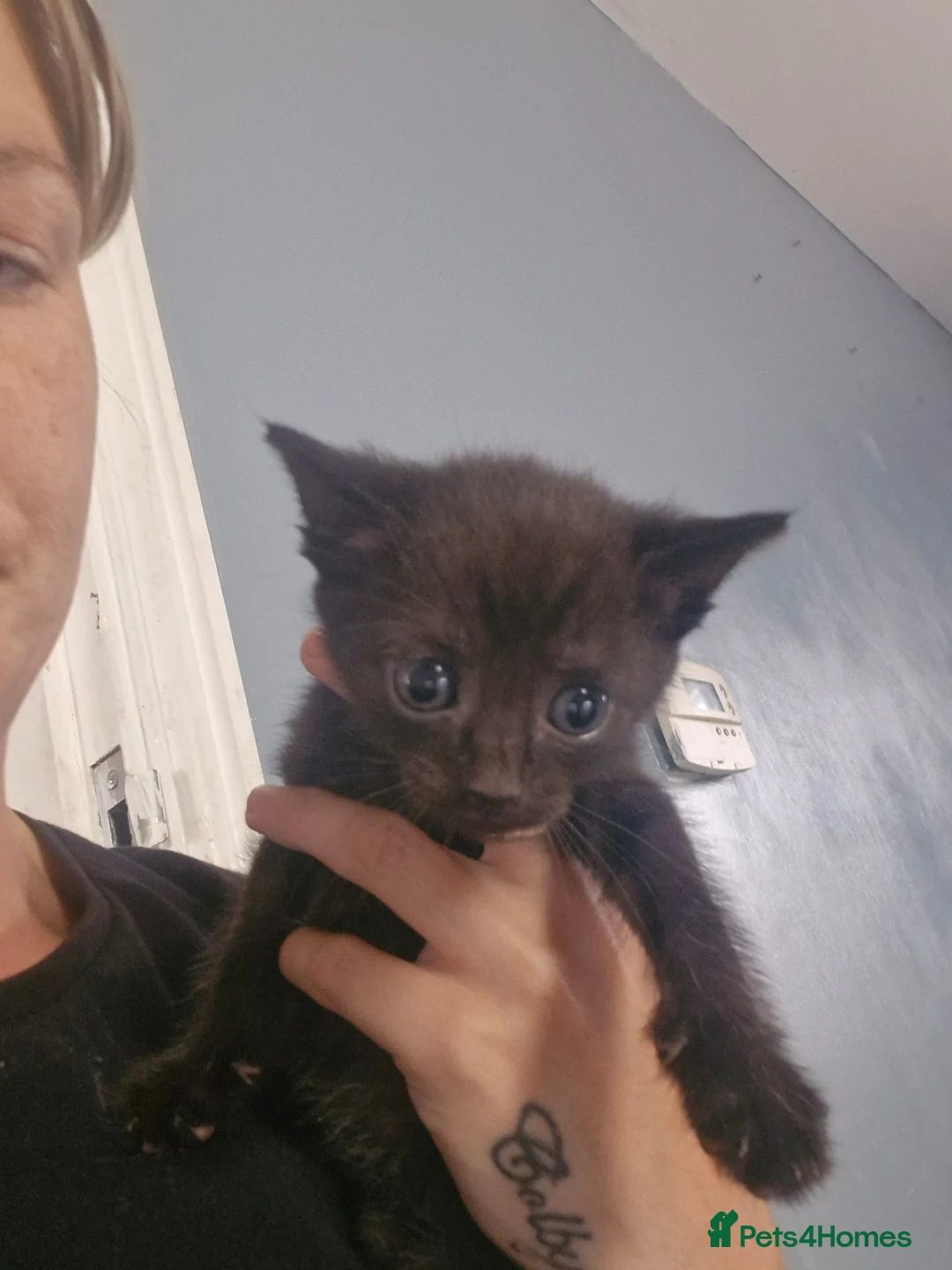 Mixed Breed cats for sale: Kittens  - Advert 2