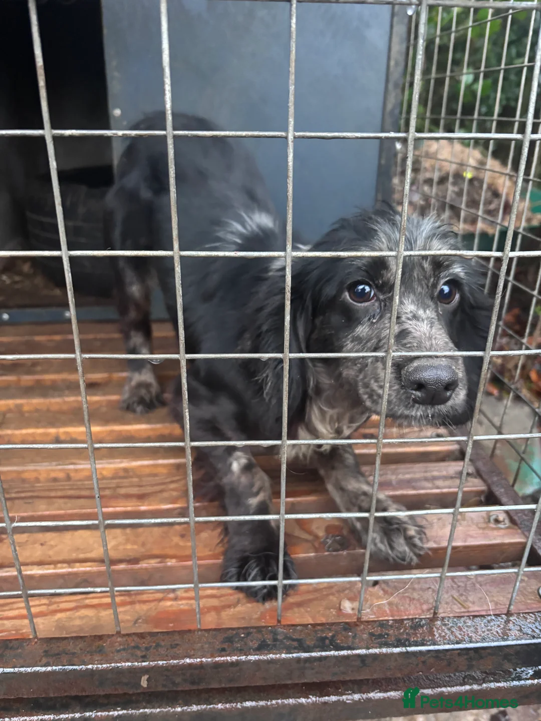 Cocker Spaniel dogs for sale: Beautiful Maeve  - Advert 2