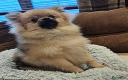 Pomeranian dogs for sale: Pom puppys with Kc reg , pedigree for sale - Image 13