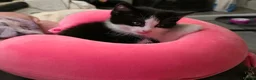 Mixed Breed cats for sale: 4 cute kittens available.  - Advert 4