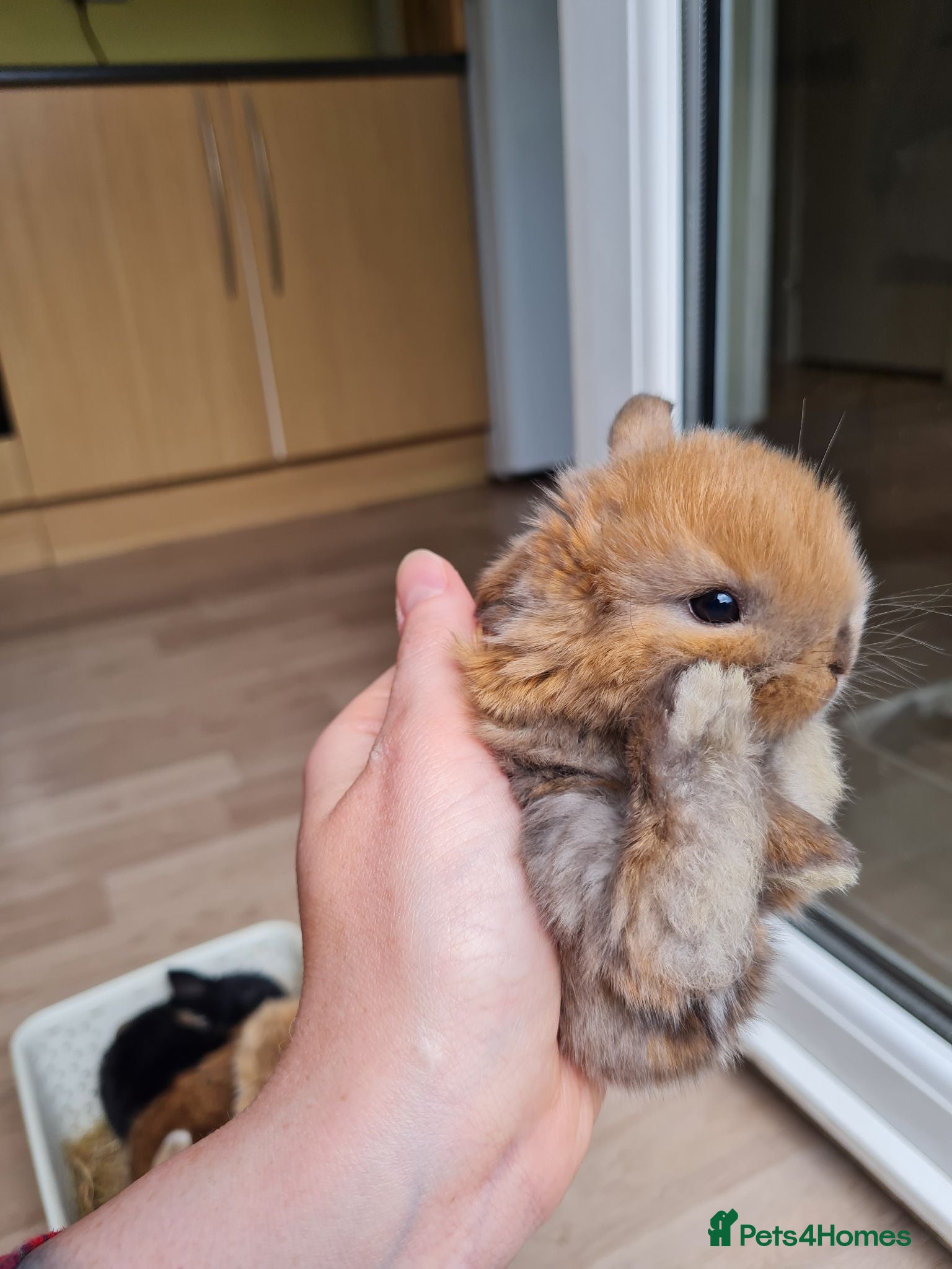 Mini Lop rabbits Beautifully raised mini lops - Advert 15