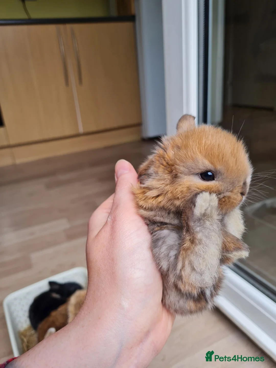 Mini Lop rabbits for sale: Beautifully raised mini lops - Advert 1