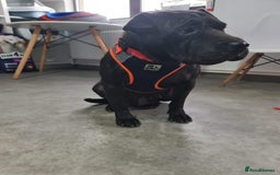 Shar Pei dogs for adoption: LIPA - a Superb, limping Girl, for a Loving Home - Image 16