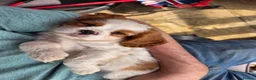 Cavalier King Charles Spaniel dogs for sale: Cavalier King Charles Spaniel Puppies for sale - Advert 5